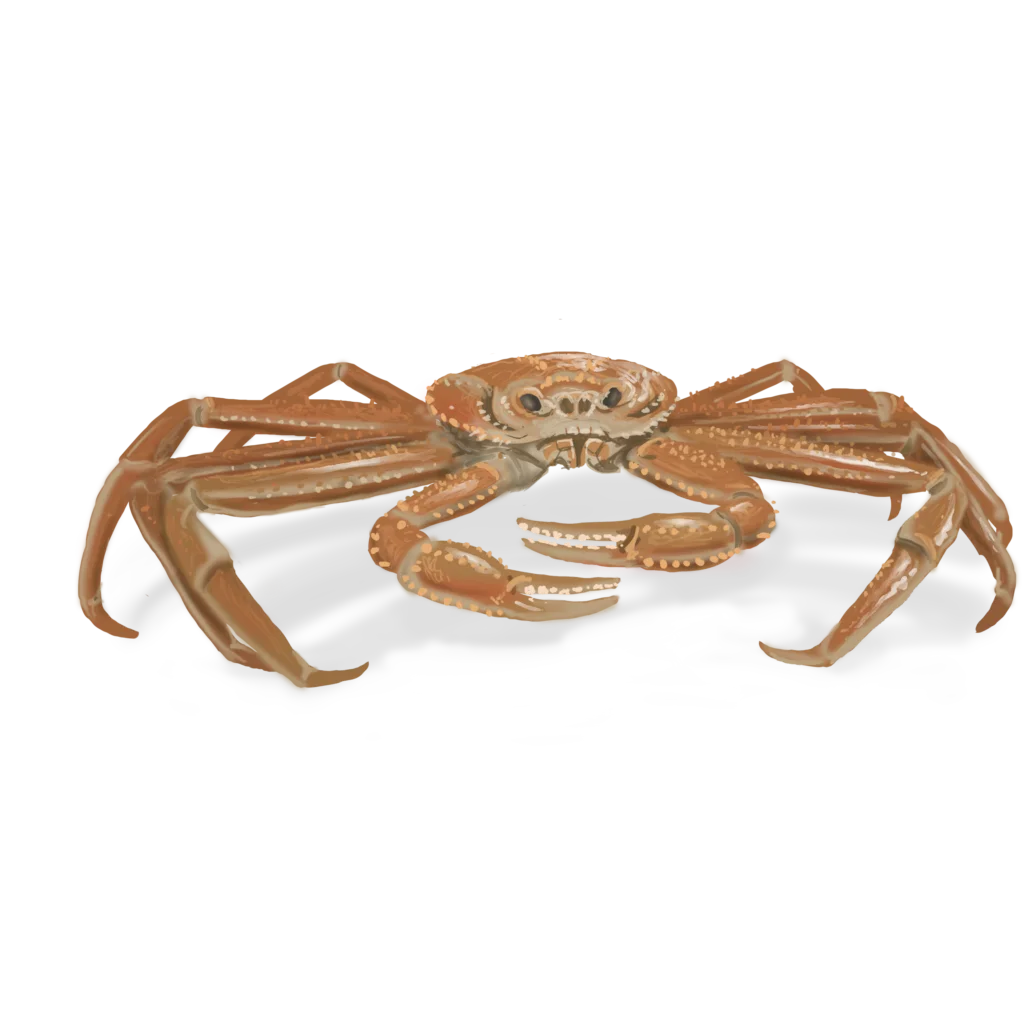Colour illustration of a snow crab.