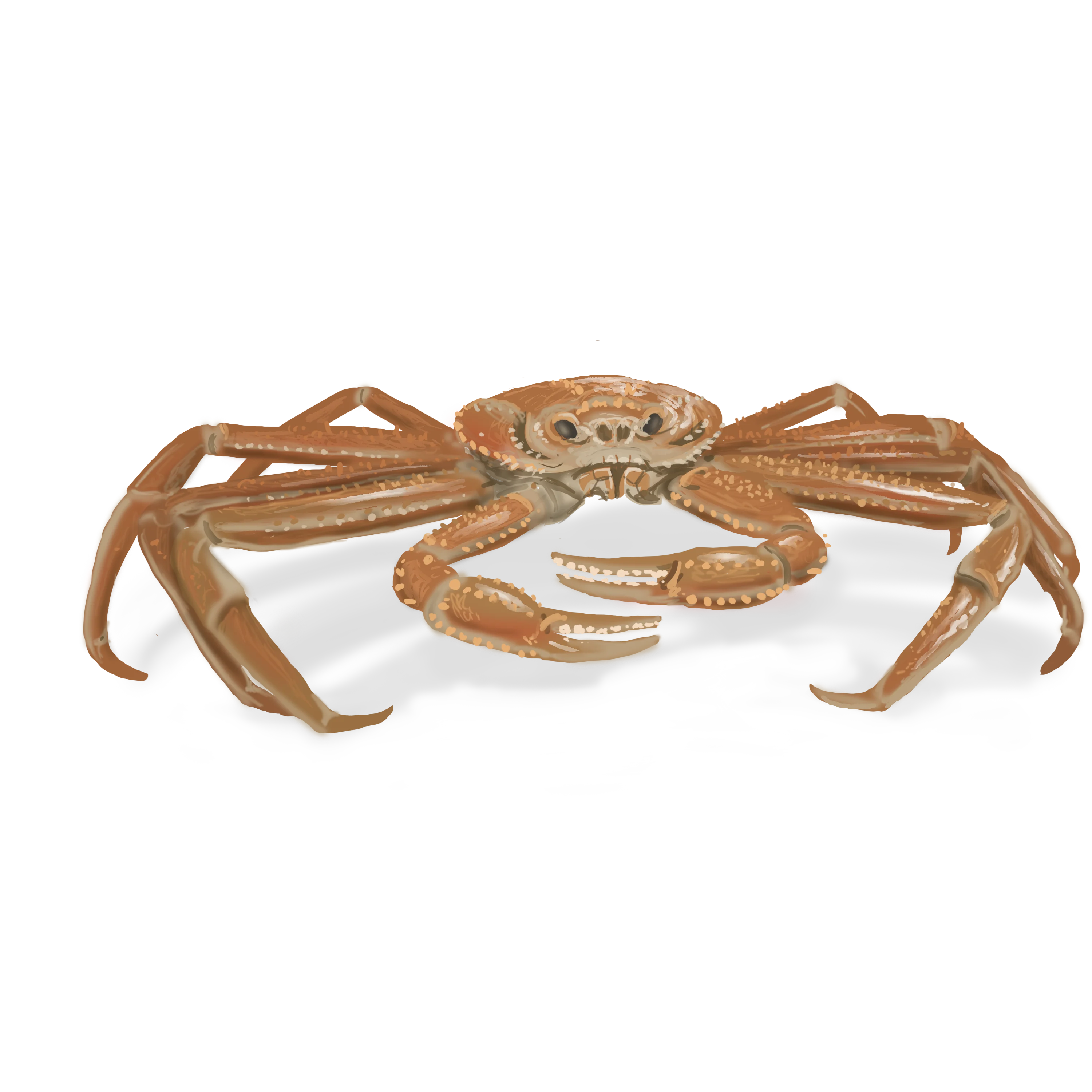 Colour illustration of a snow crab.