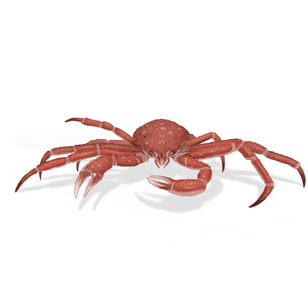 Colour illustration of a toad crab.