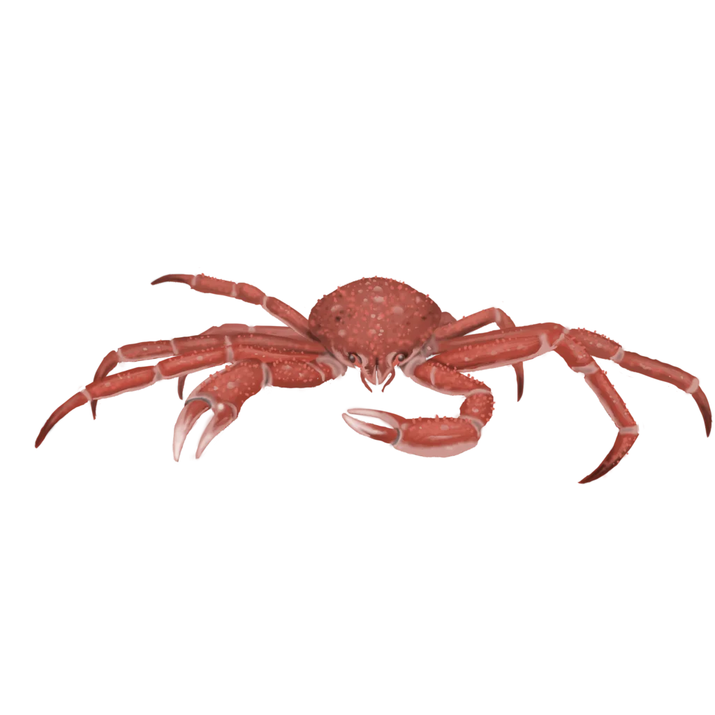 Colour illustration of a toad crab.