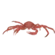 Colour illustration of a toad crab.