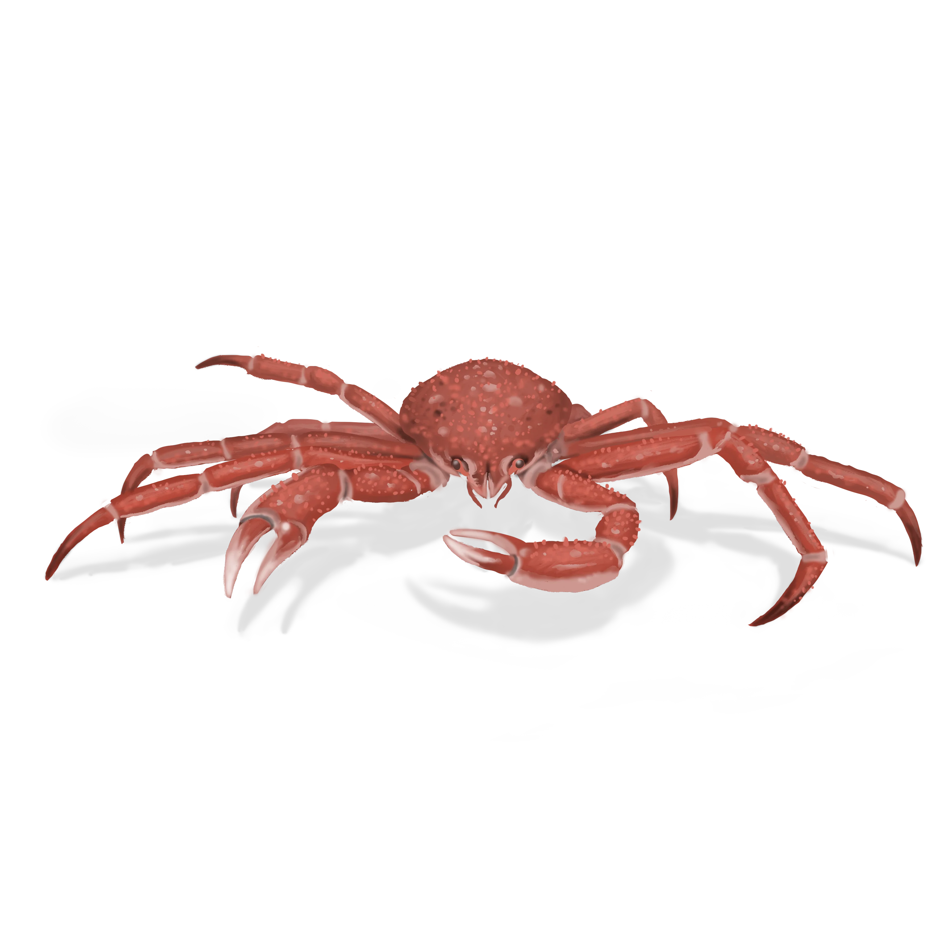 Colour illustration of a toad crab.