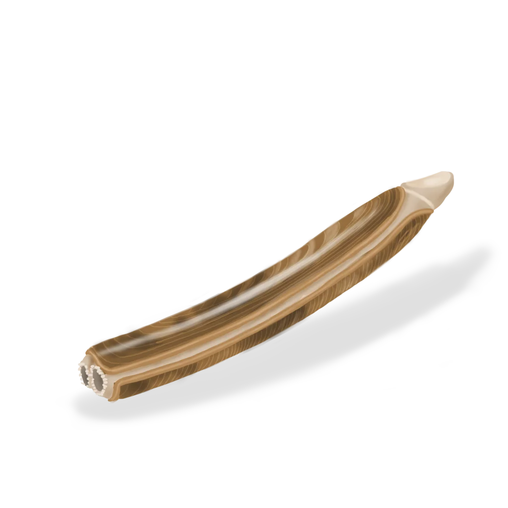 Colour illustration of an Atlantic razor clam.