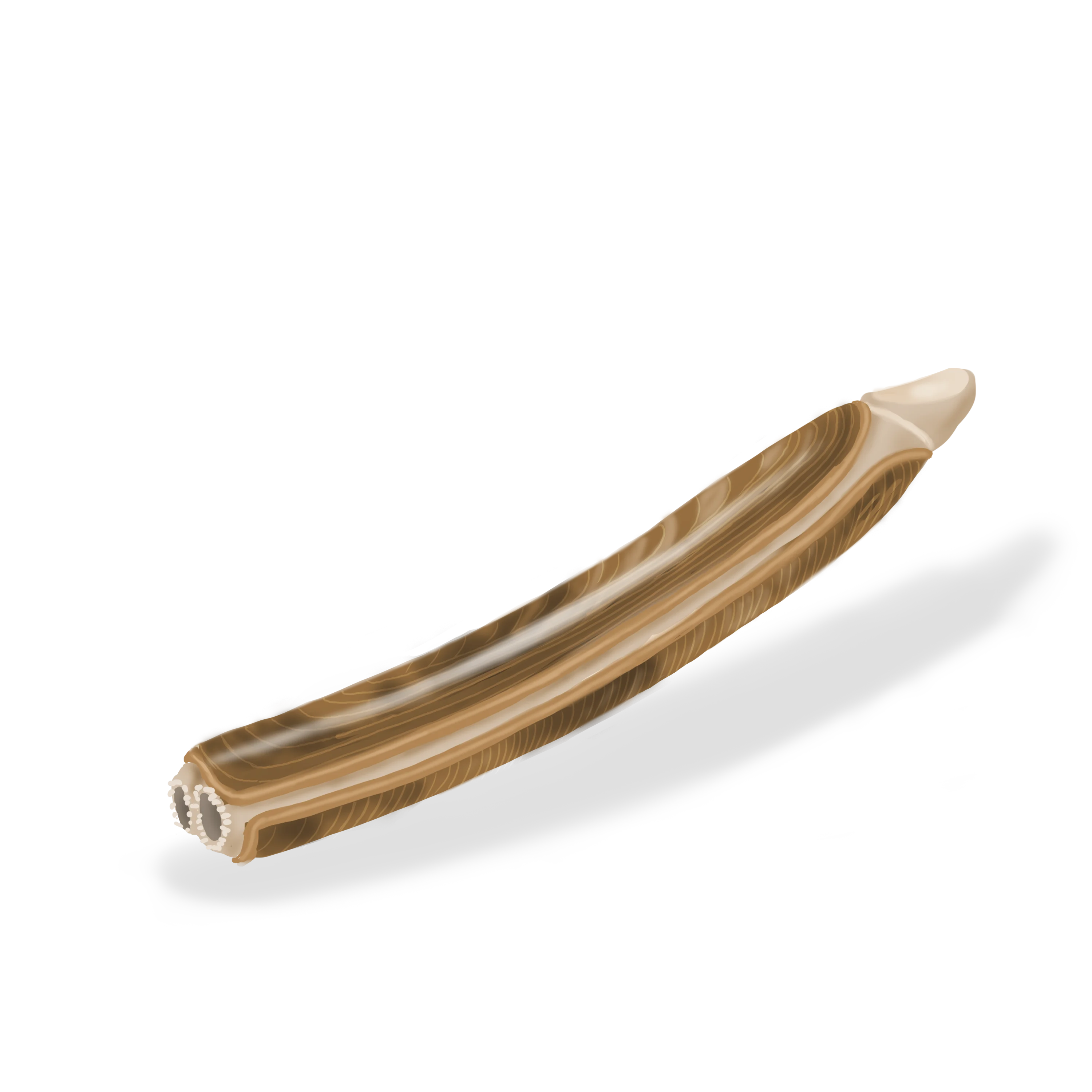 Colour illustration of an Atlantic razor clam.