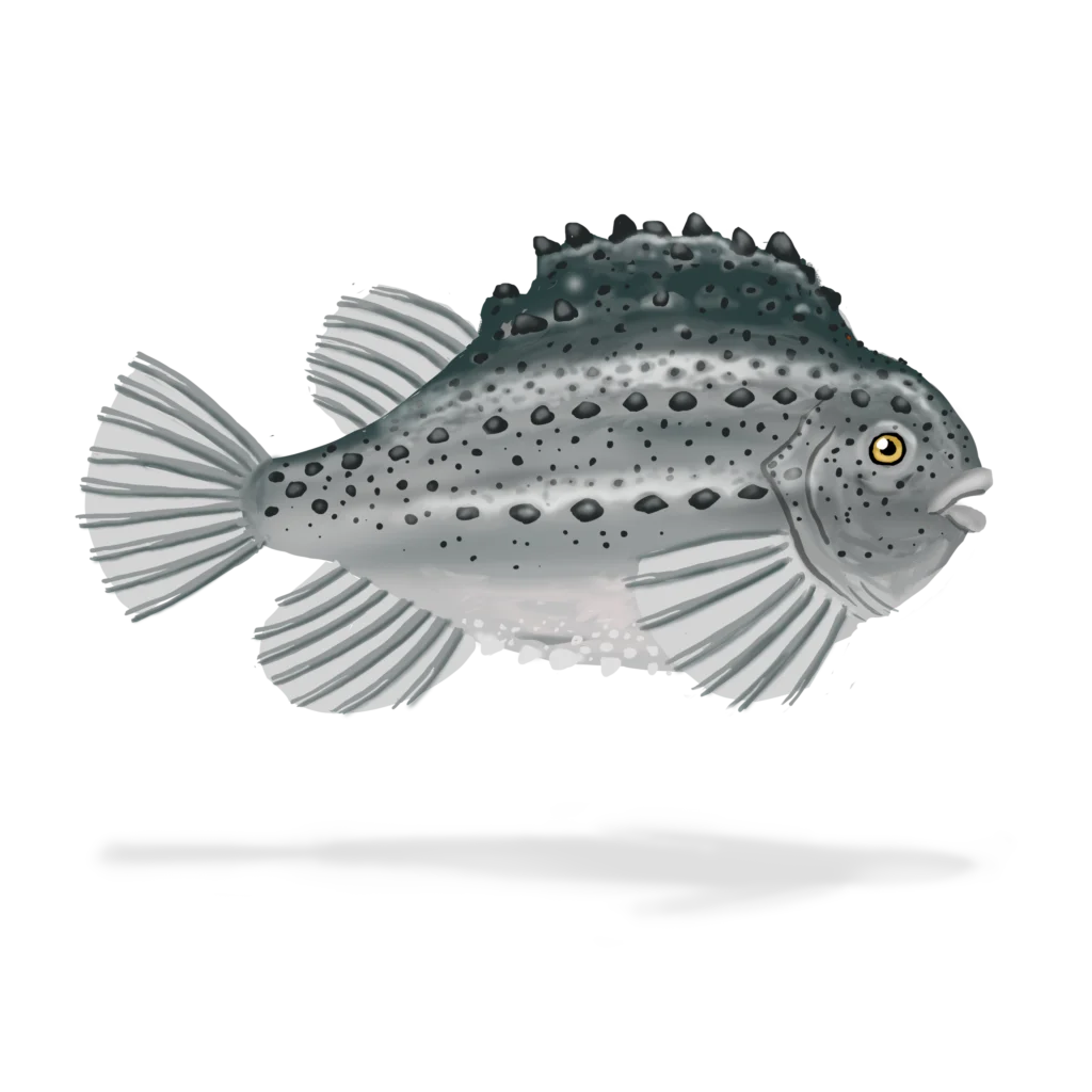 Colour illustration of a lumpfish.