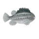Colour illustration of a lumpfish.