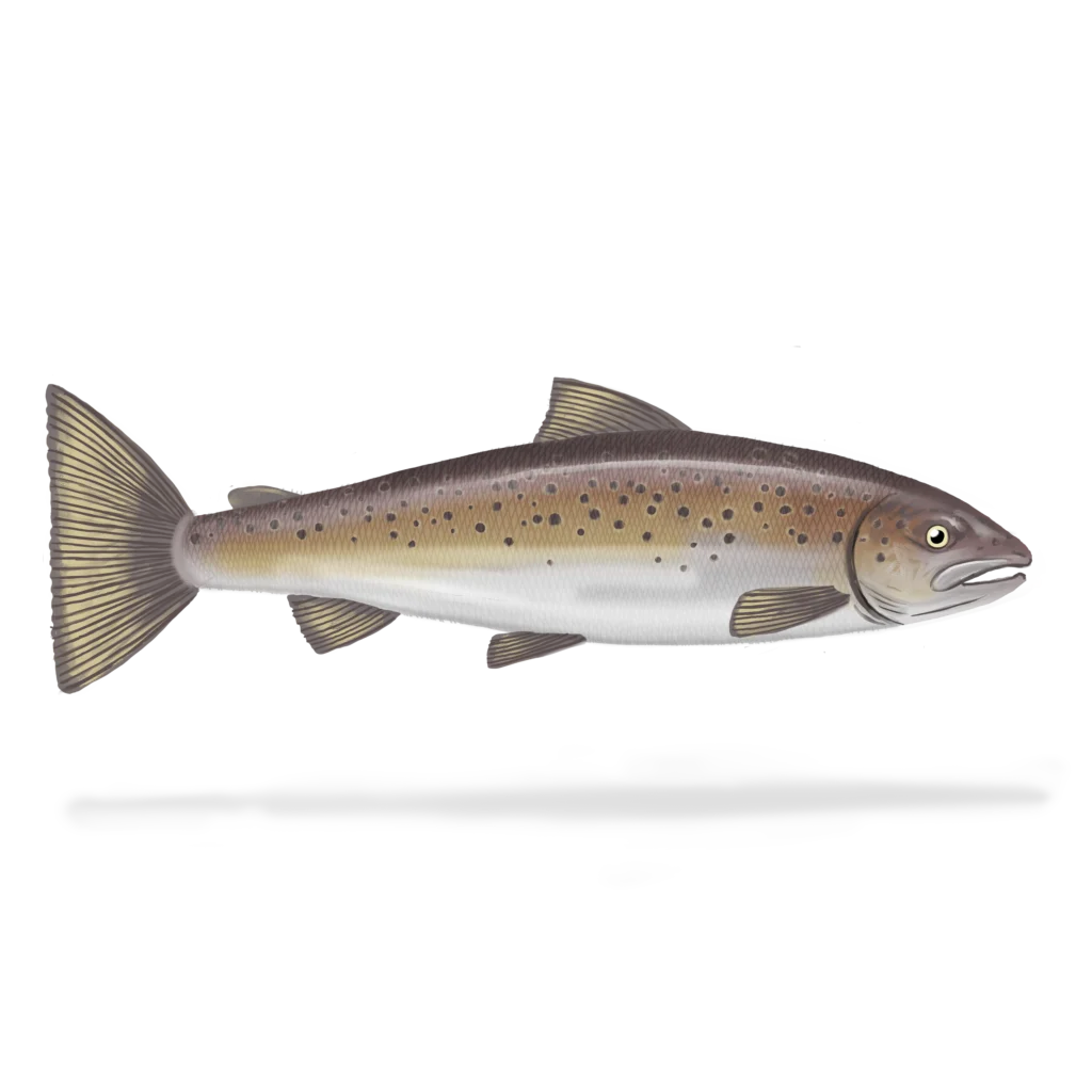 Colour illustration of an Atlantic salmon.