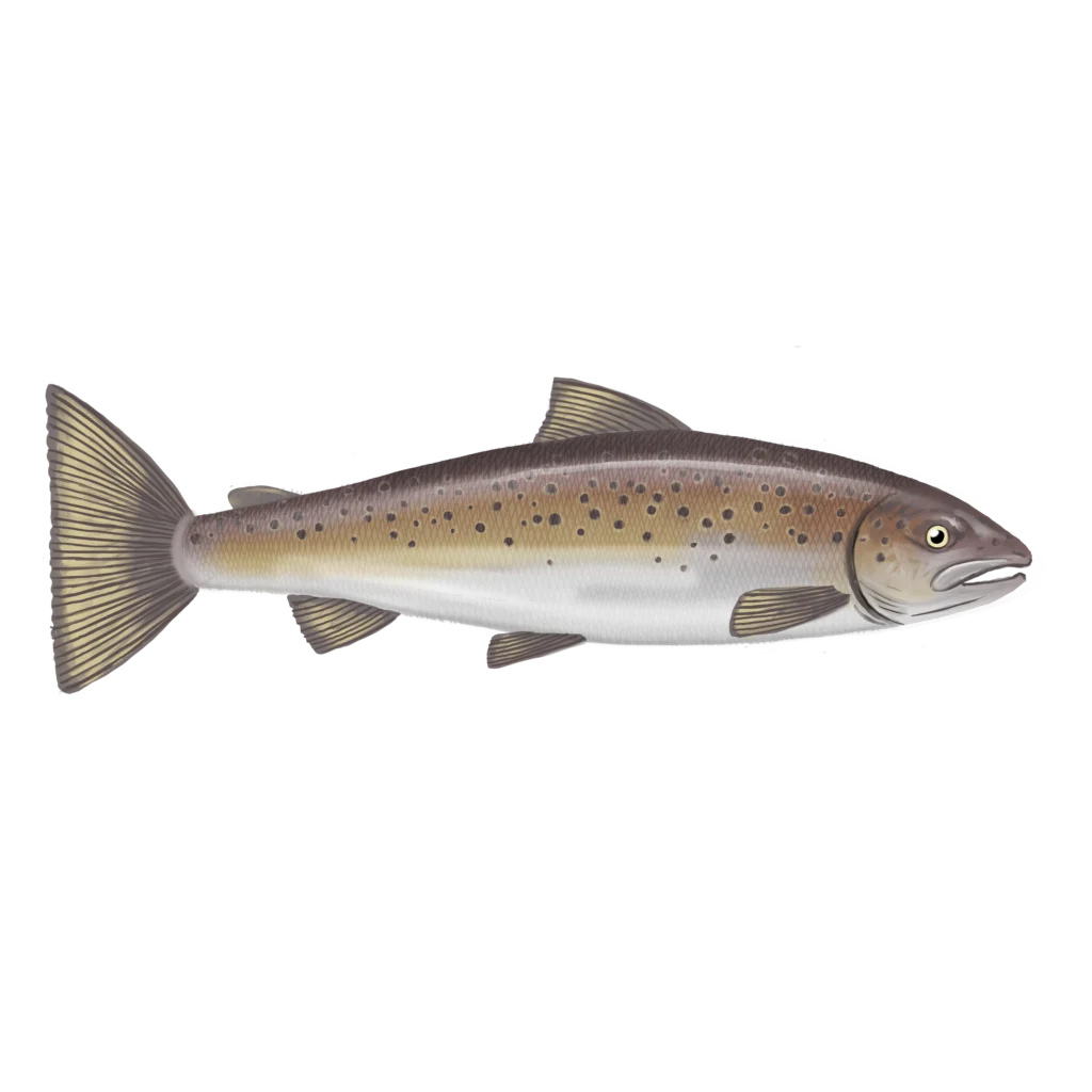 Colour illustration of an Atlantic salmon.