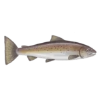 Colour illustration of an Atlantic salmon.