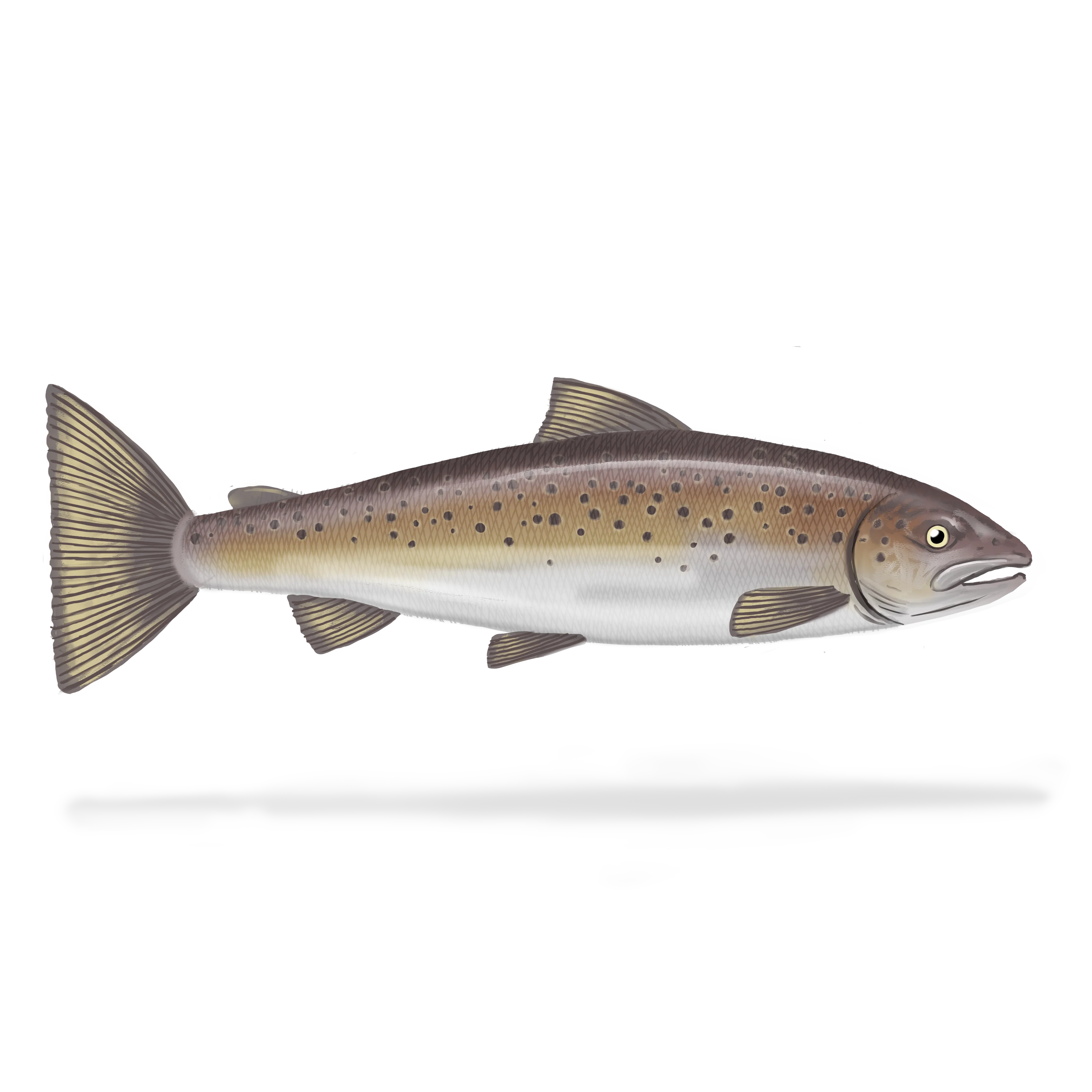 Colour illustration of an Atlantic salmon.