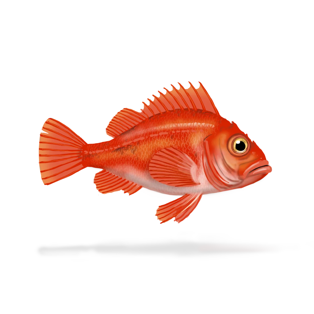 Colour illustration of a deepwater redfish.