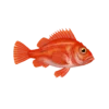 Colour illustration of a deepwater redfish.