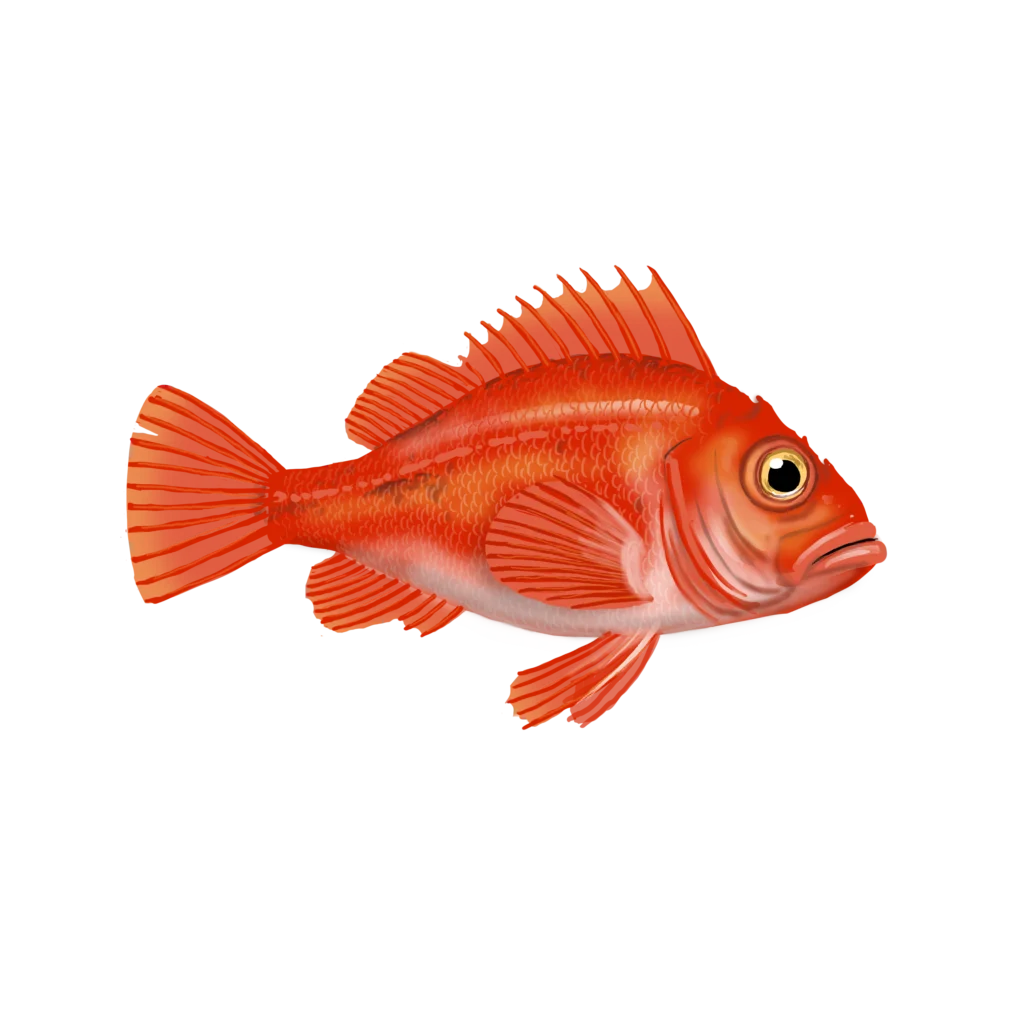 Colour illustration of a deepwater redfish.