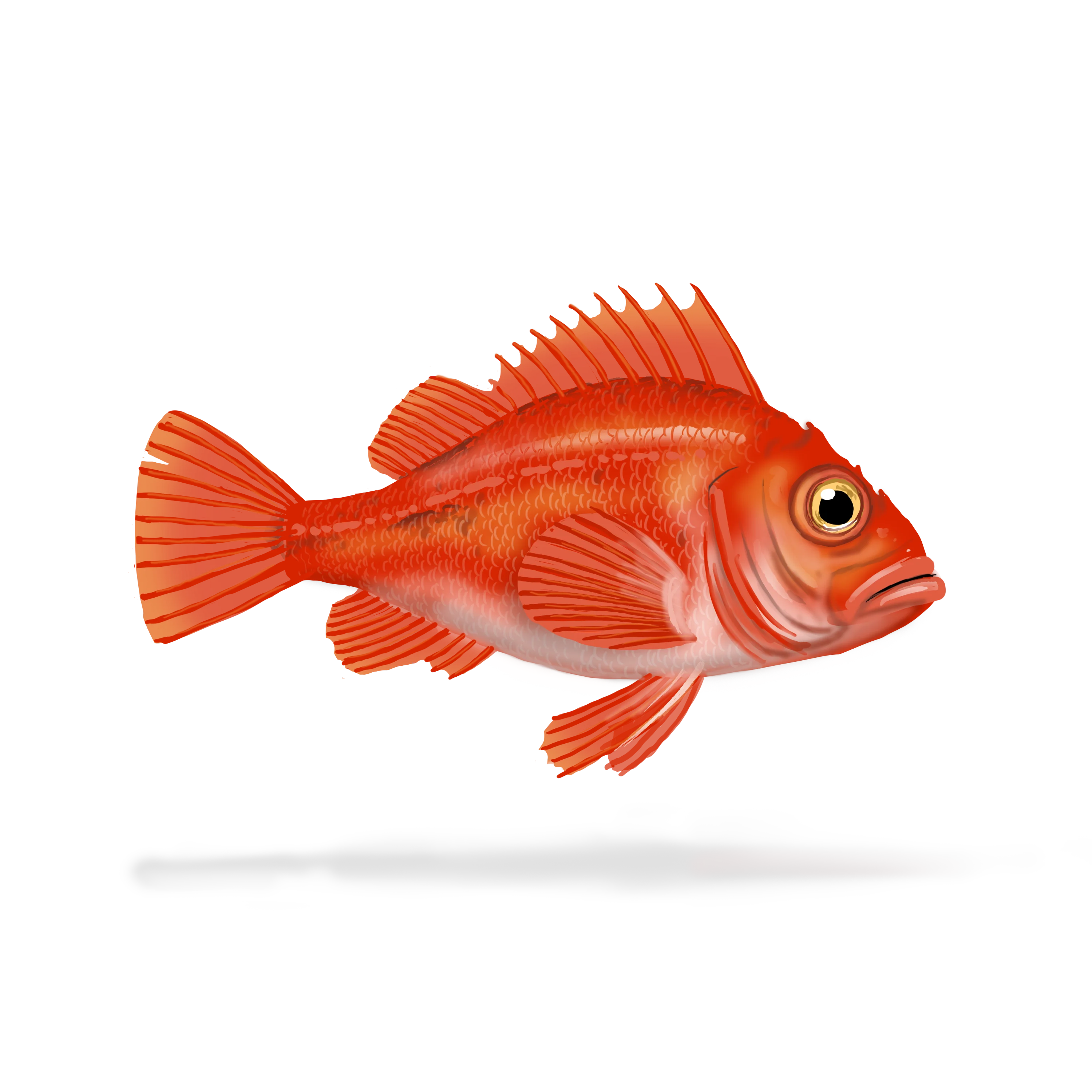Colour illustration of a deepwater redfish.