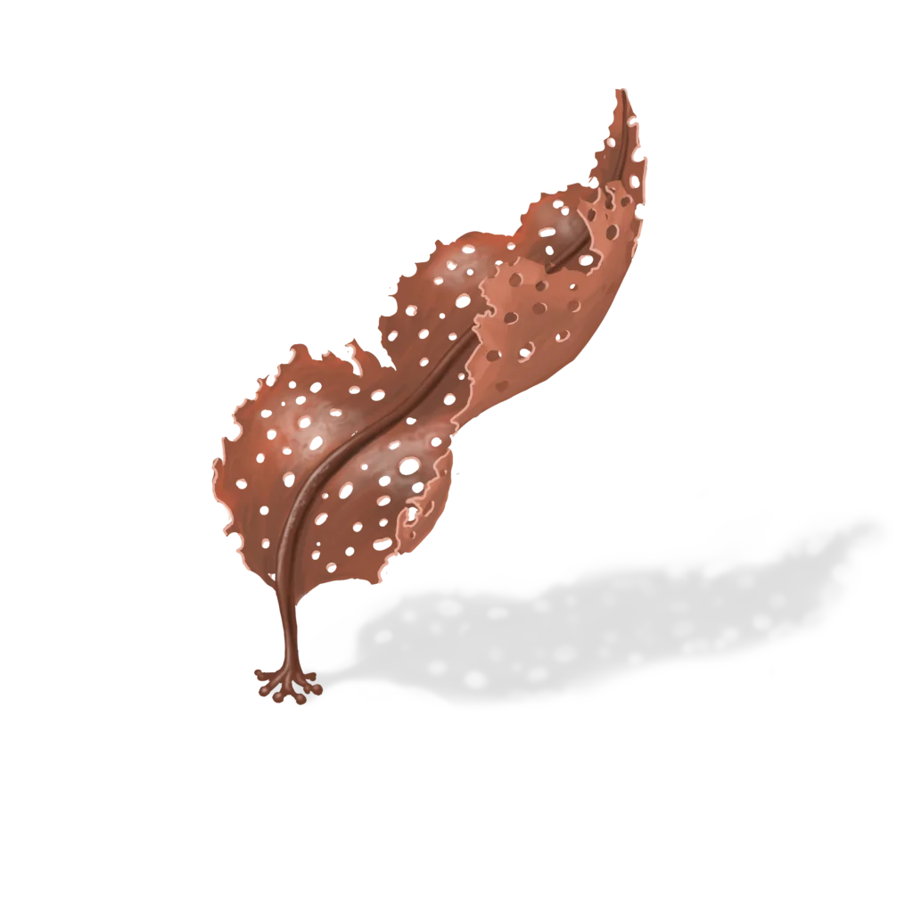 Colour illustration of a sieve kelp.