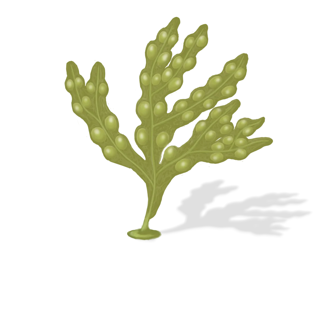 Colour illustration of a rockweed.