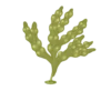 Colour illustration of a rockweed.