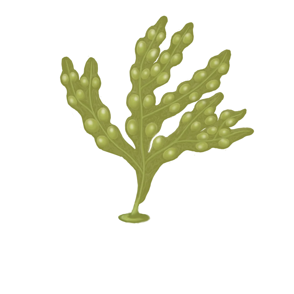 Colour illustration of a rockweed.