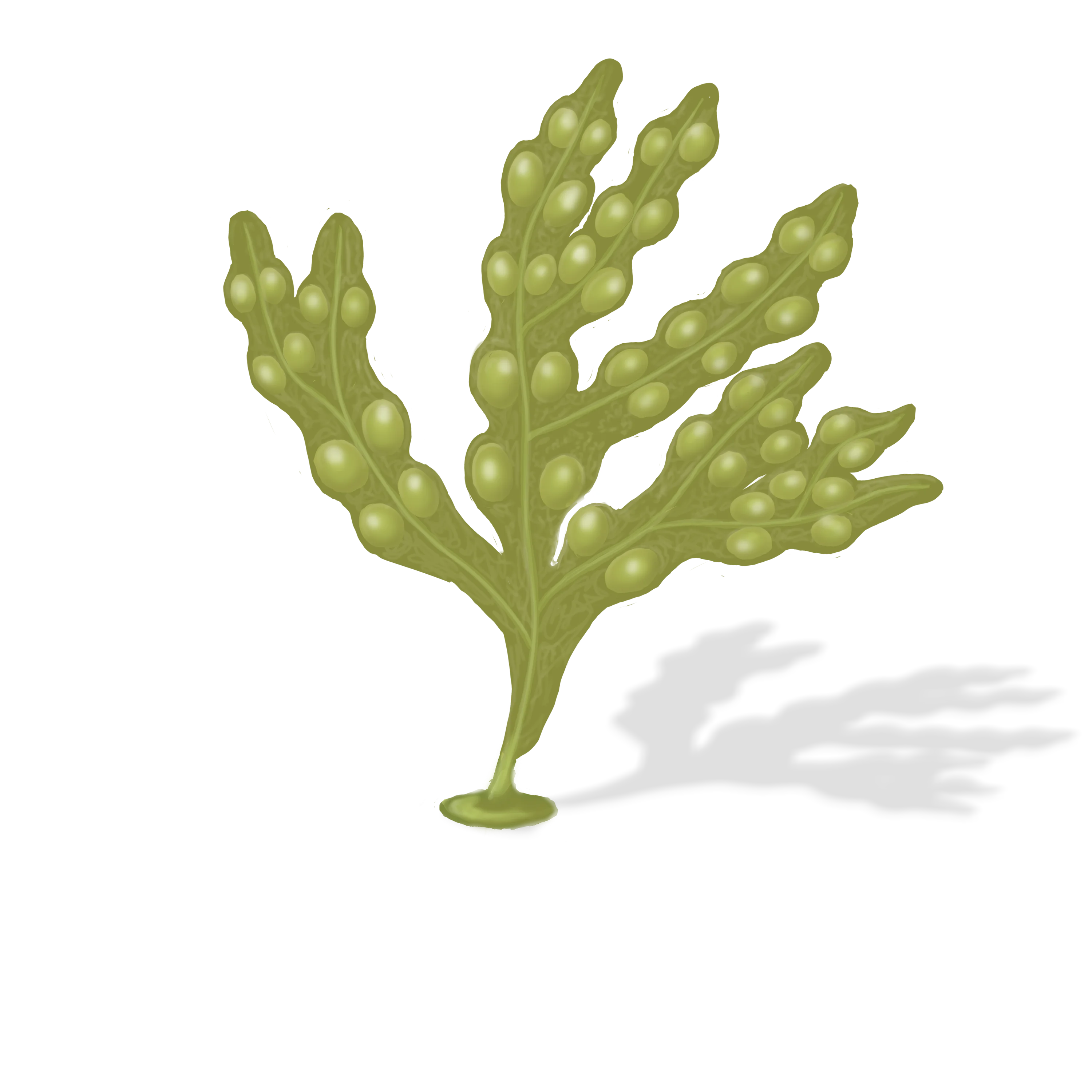 Colour illustration of a rockweed.