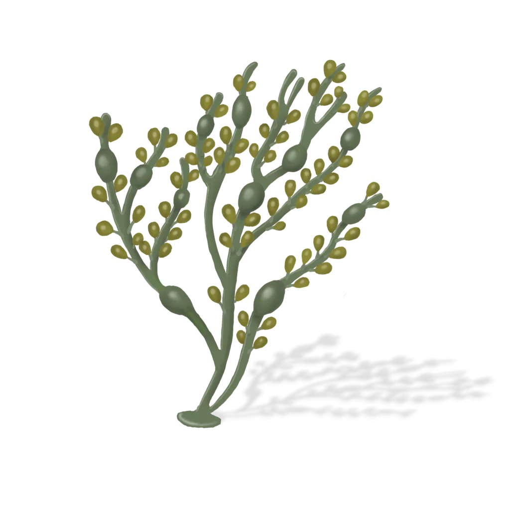 Colour illustration of a knotted wrack,