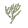 Colour illustration of a knotted wrack.