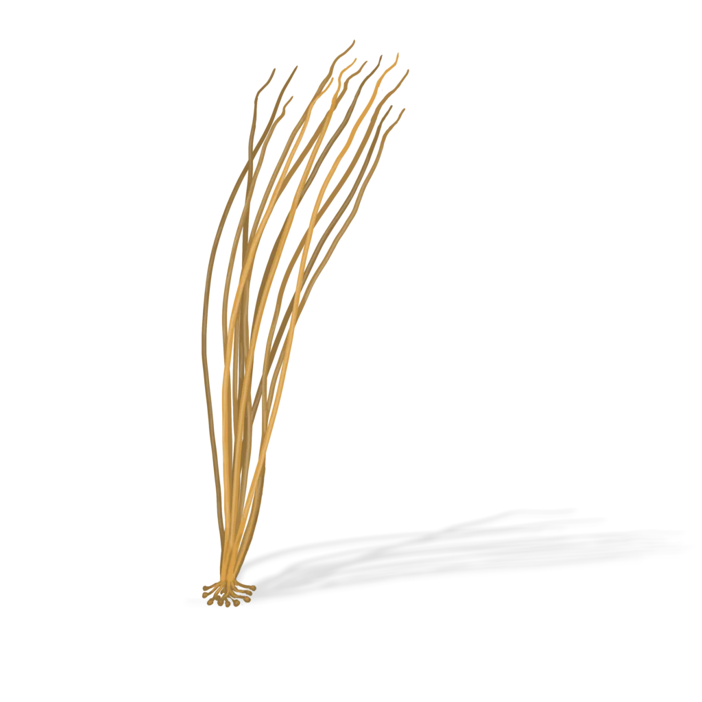 Colour illustration of a sea lace.
