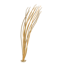 Colour illustration of a sea lace.