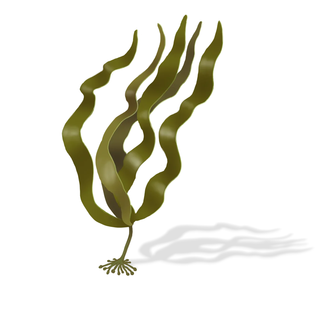 Colour illustration of an oarweed.