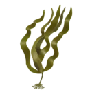 Colour illustration of an oarweed.