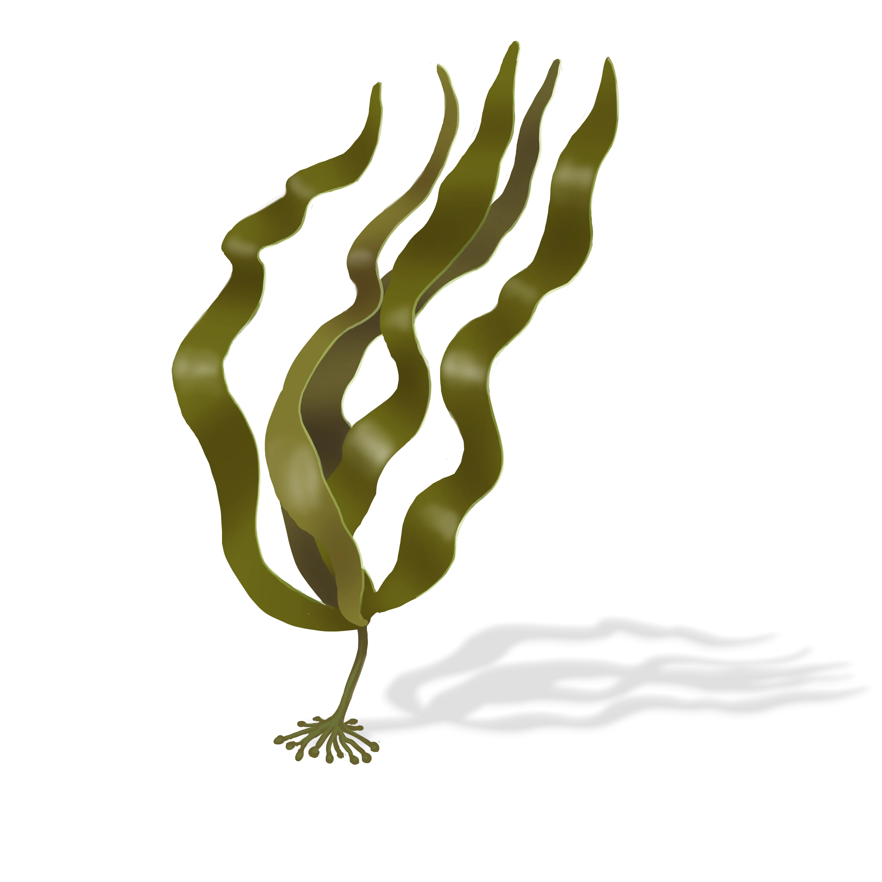 Illustration couleur d'une laminaire digitée.