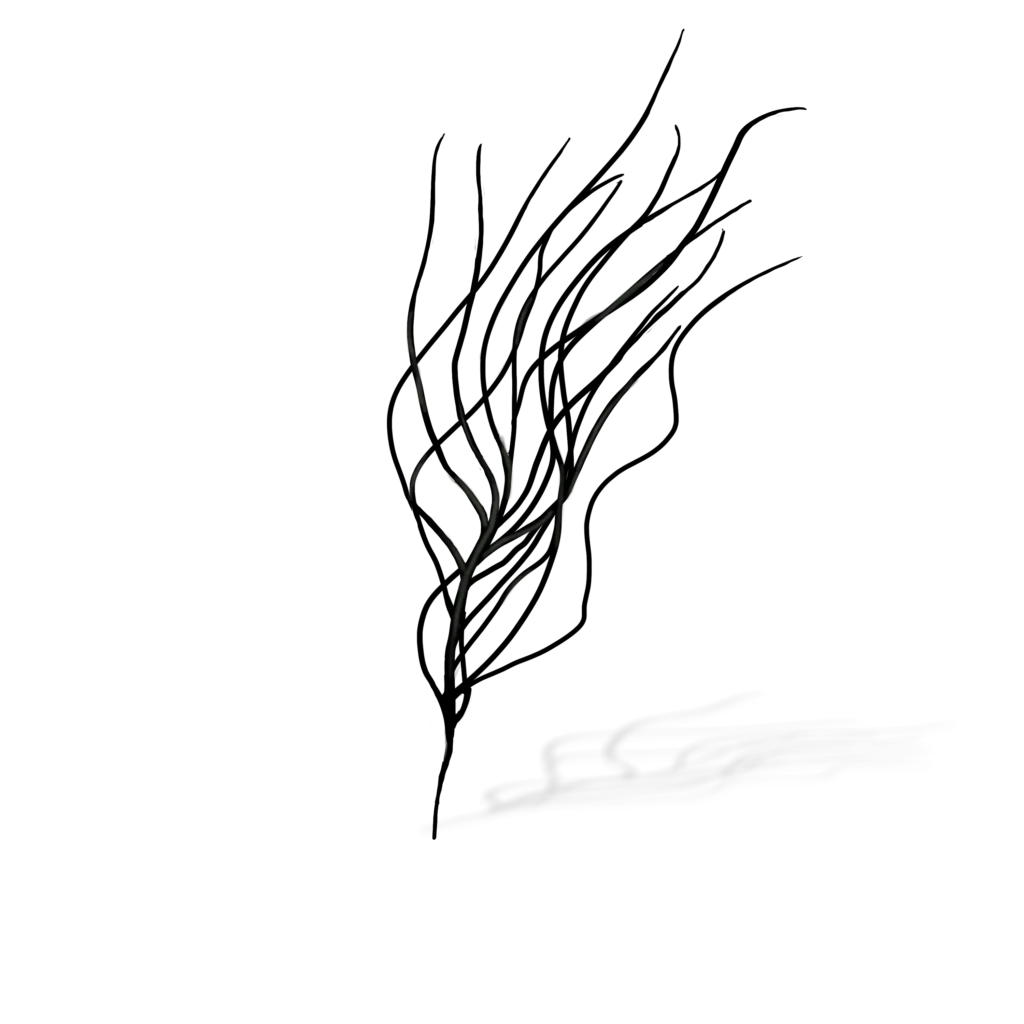 Colour illustration of a slimy whip weed.