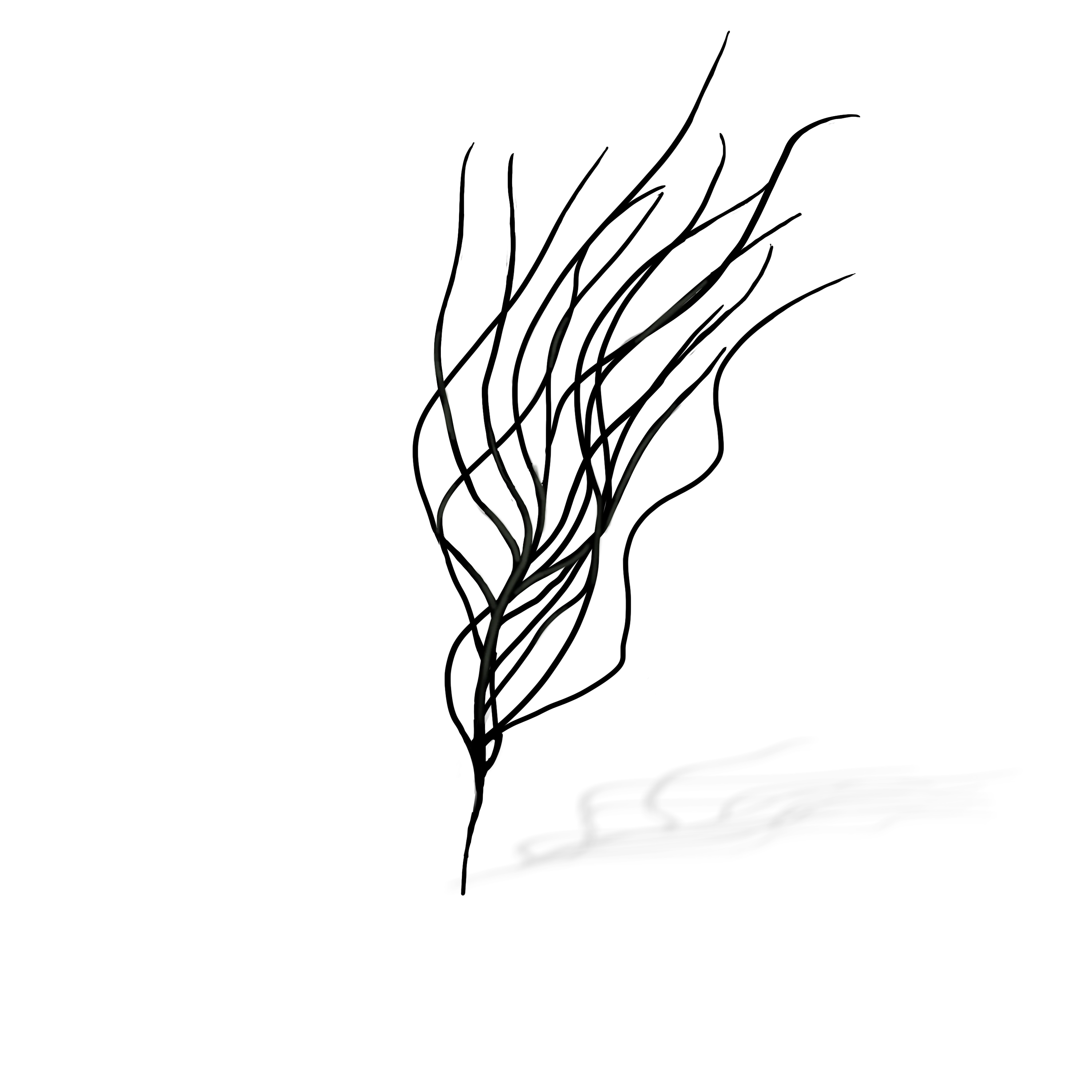 Colour illustration of a slimy whip weed.