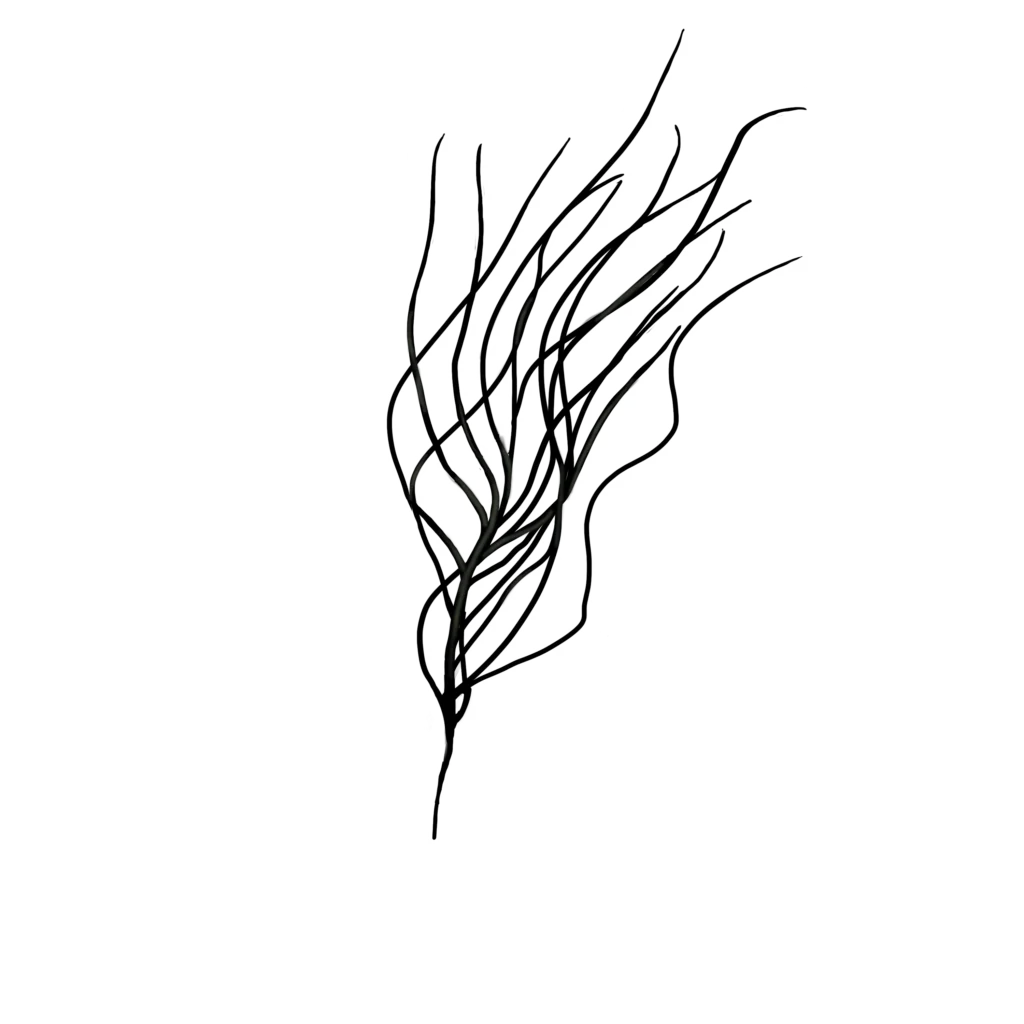 Colour illustration of a slimy whip weed.