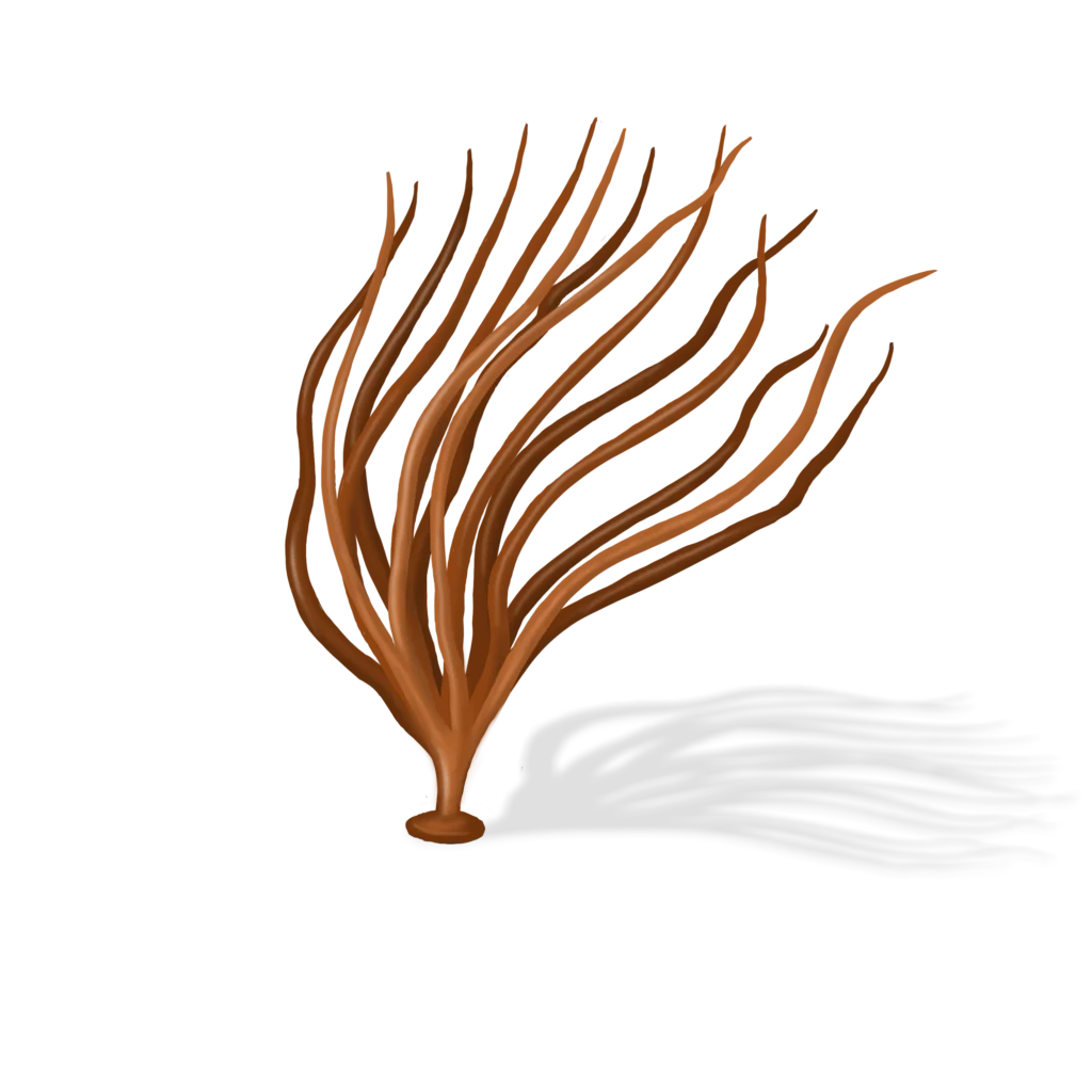 Colour illustration of a devaleraea ramentacea.