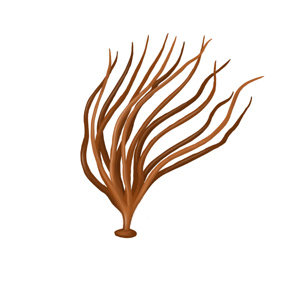 Colour illustration of a devaleraea ramentacea.