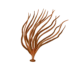 Colour illustration of a devaleraea ramentacea.