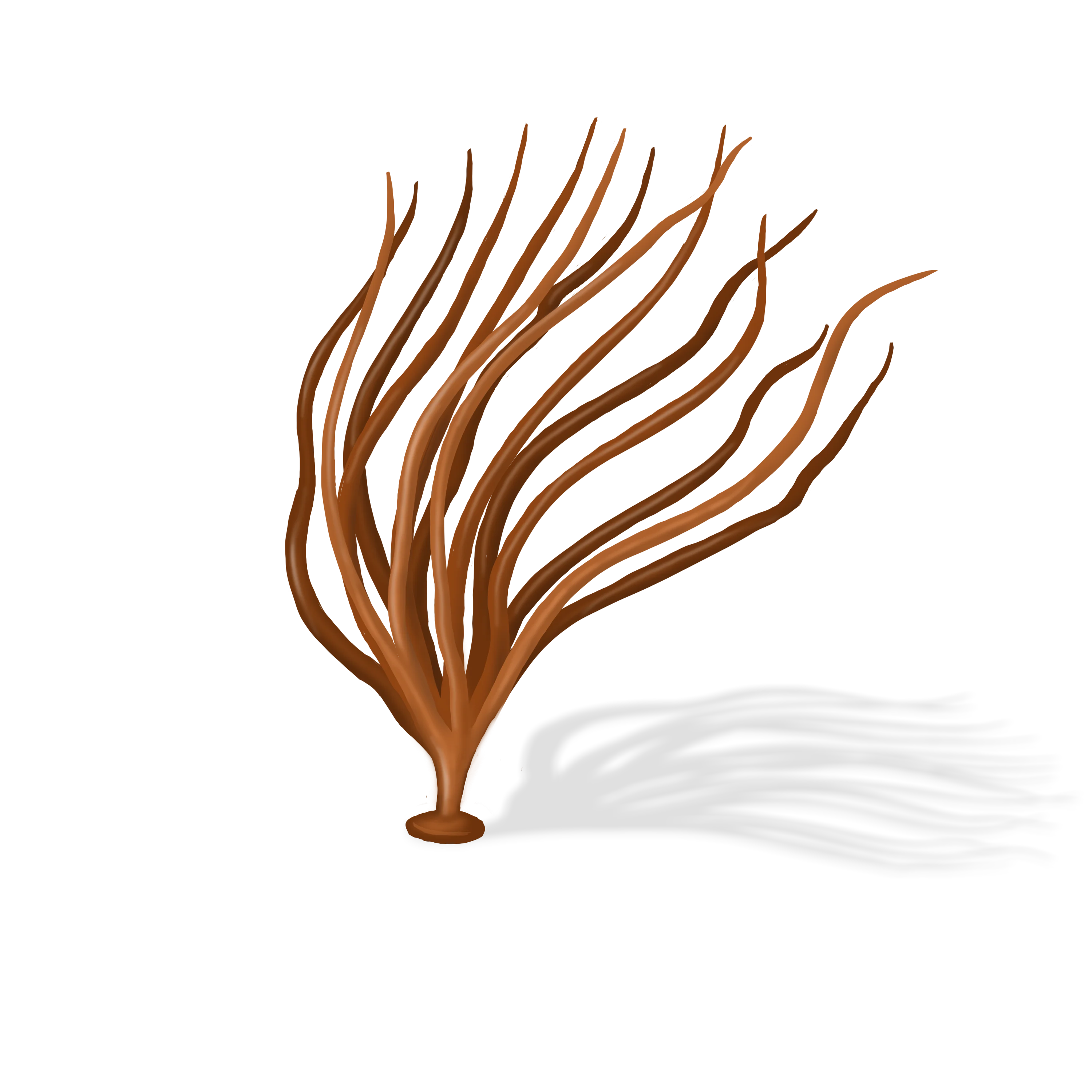 Illustration couleur d'un corail de la Gaspésie.