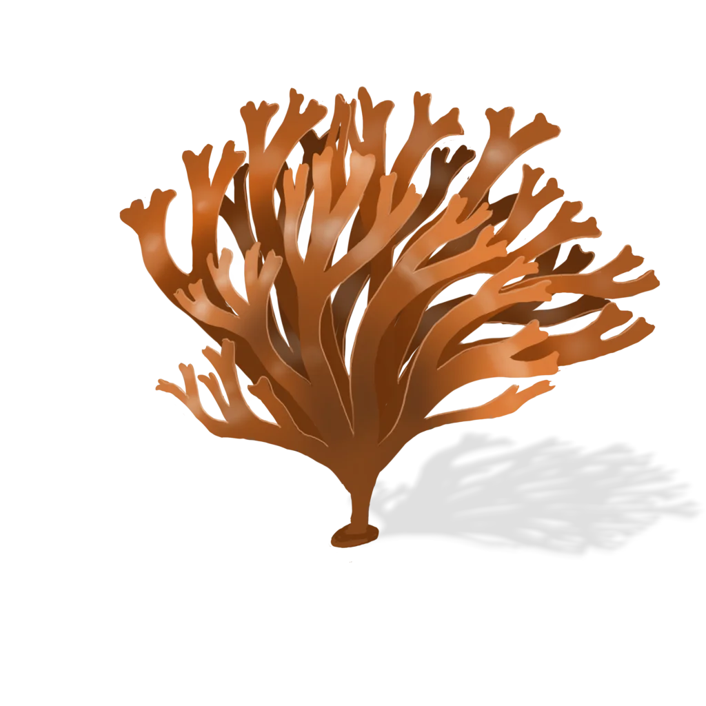 Colour illustration of an Irish moss.