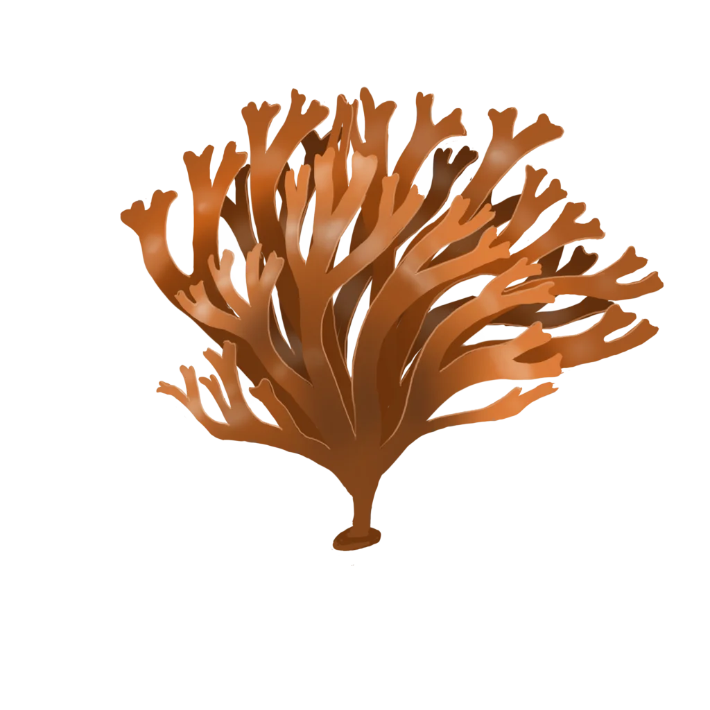 Colour illustration of an Irish moss.