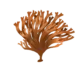 Colour illustration of an Irish moss.