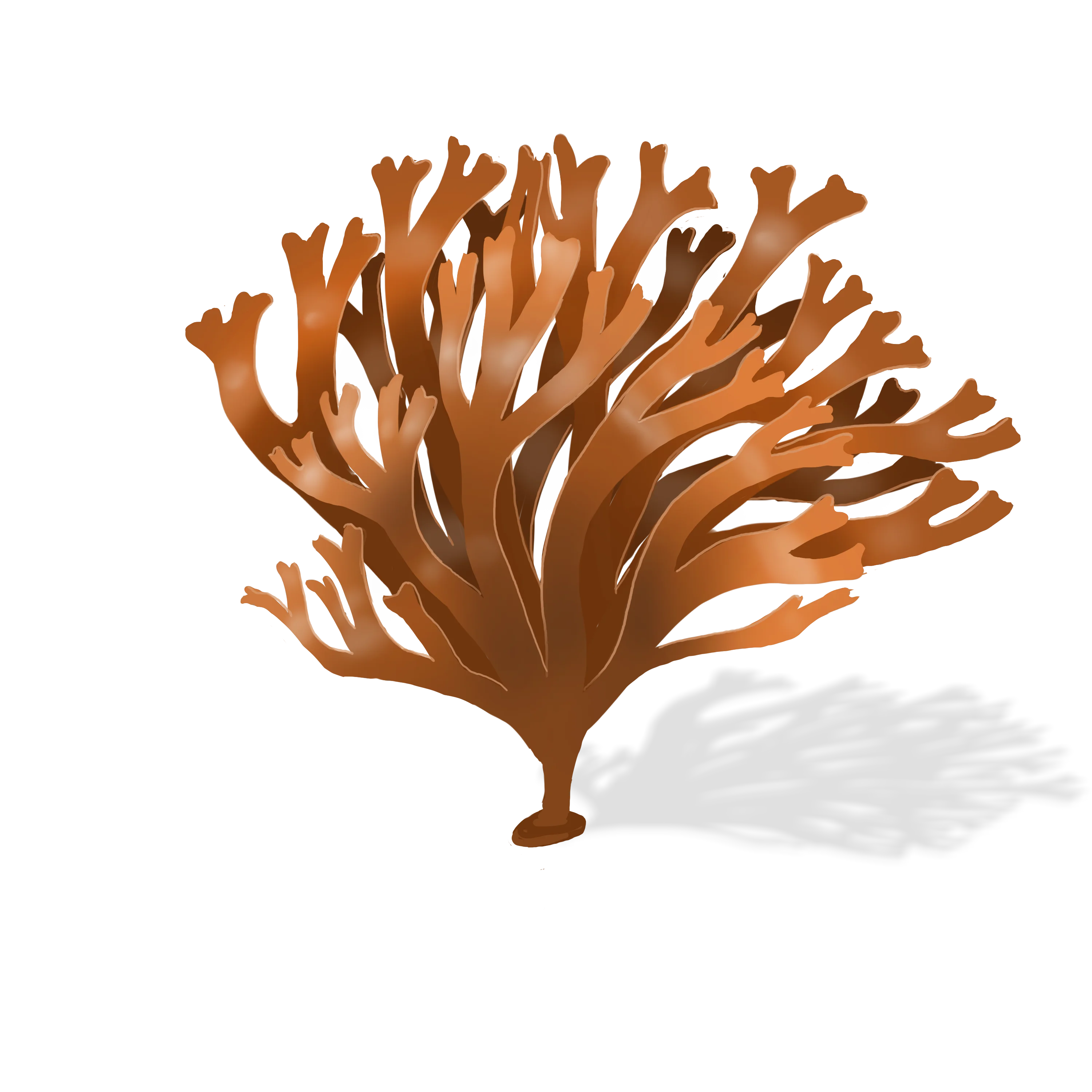 Illustration couleur d'une mousse d'Irlande.