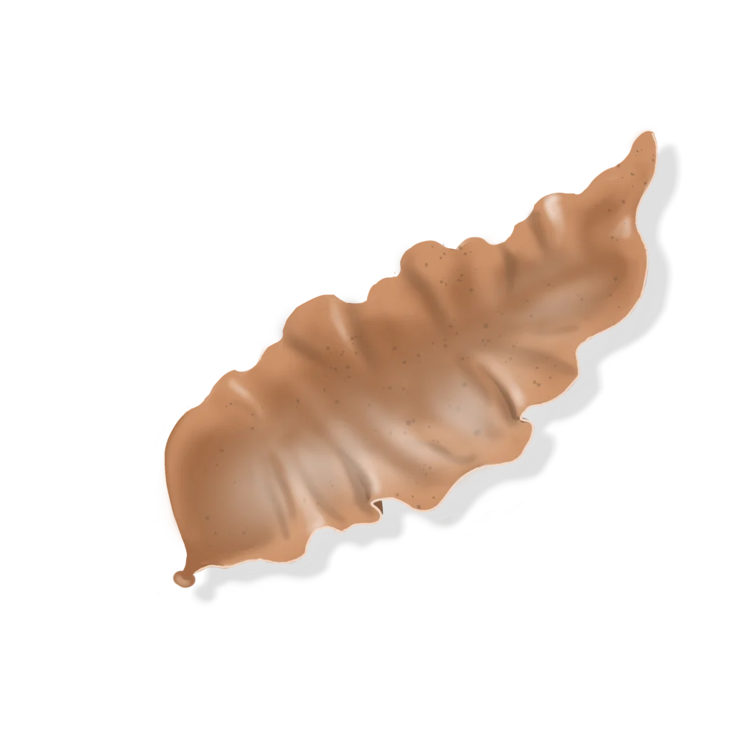 Colour illustration of a laver seaweed.