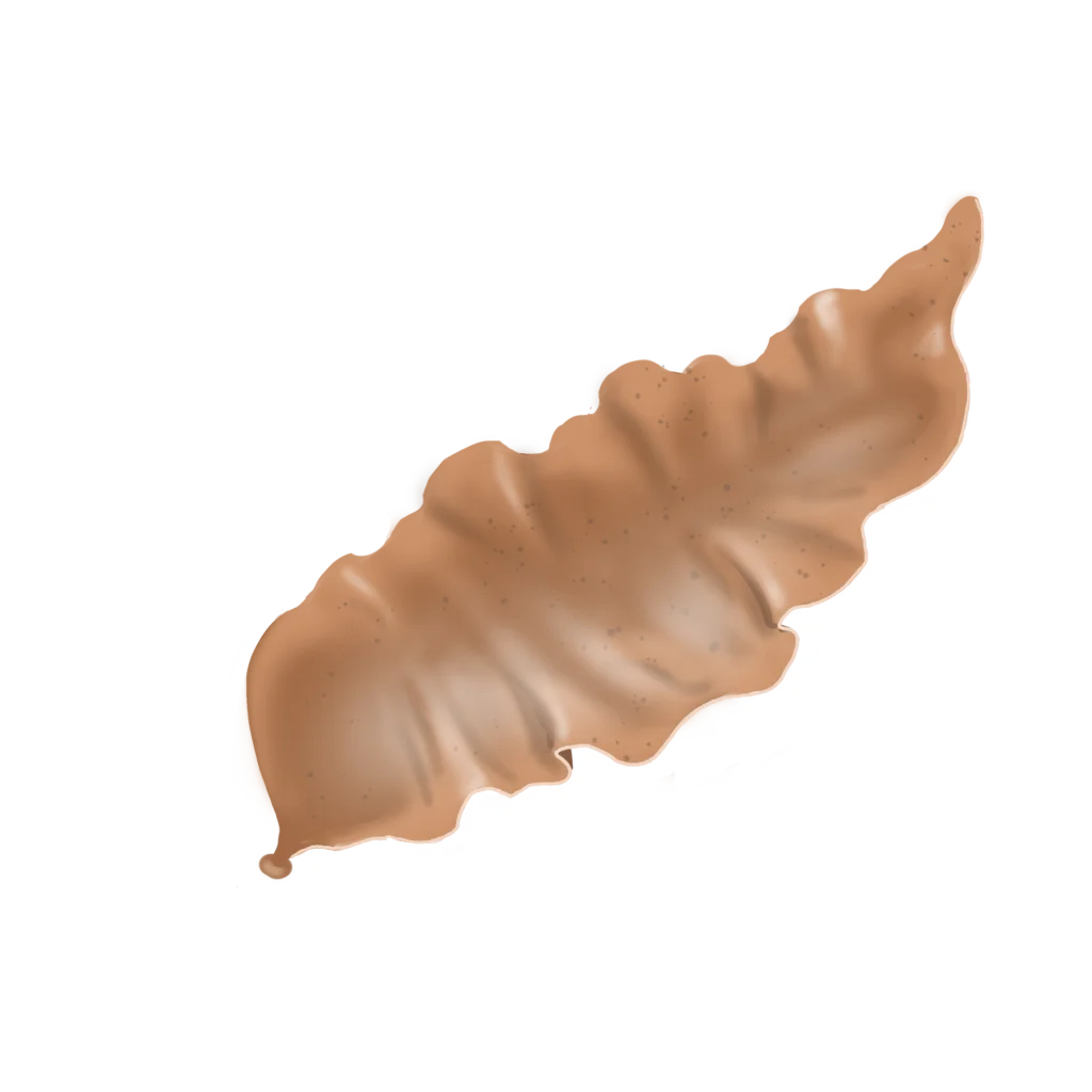 Colour illustration of a laver seaweed.