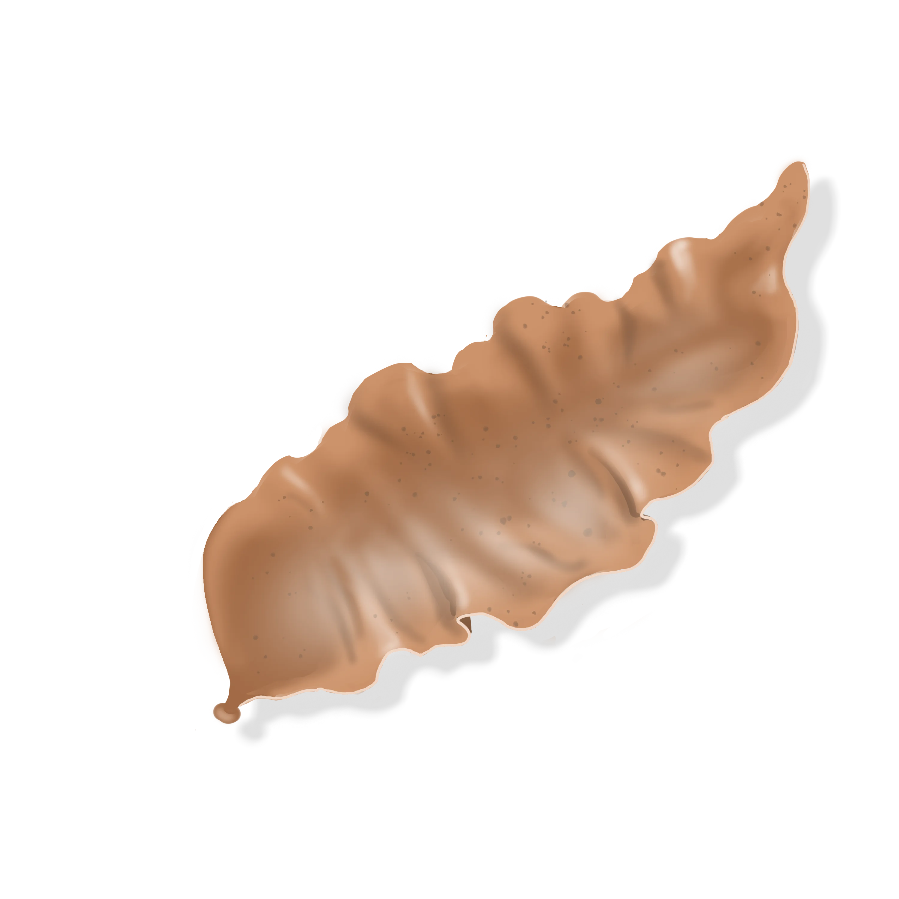 Colour illustration of a laver seaweed.