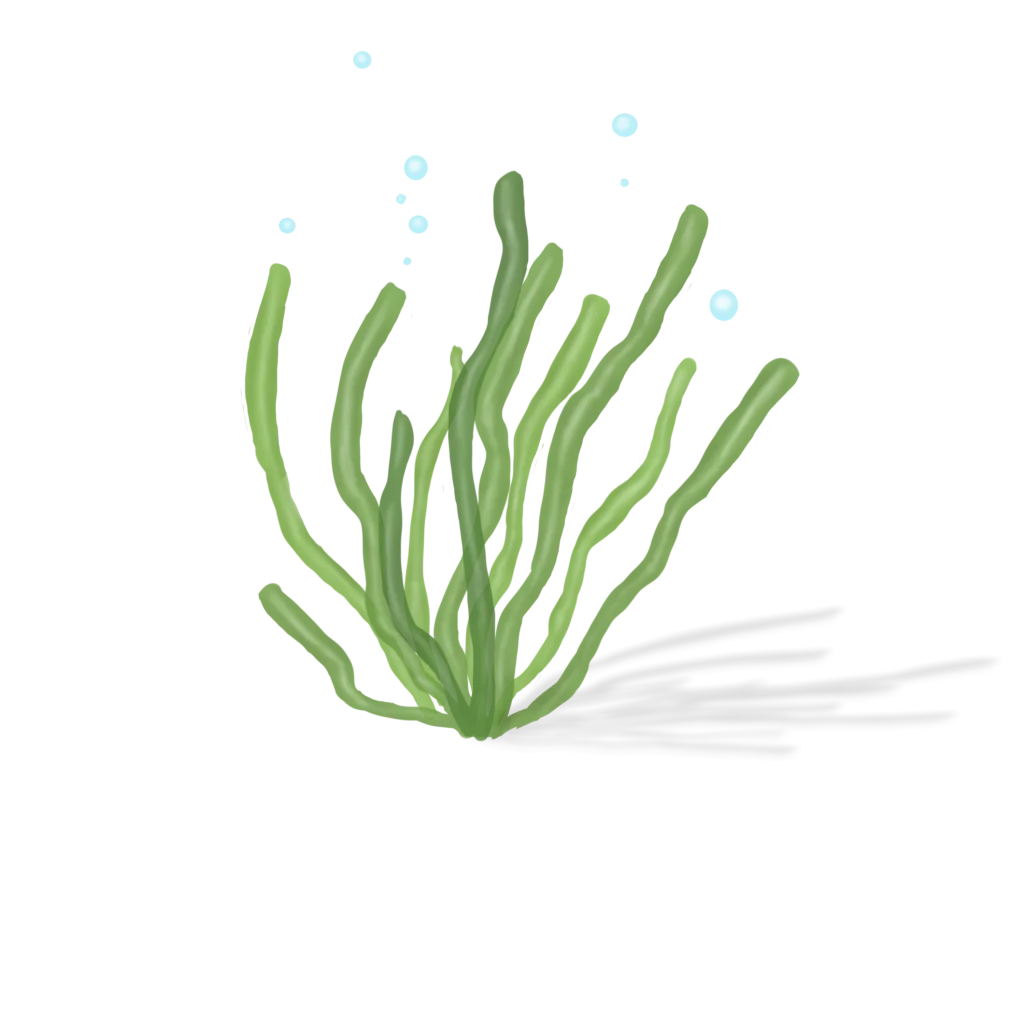 Colour illustration of a gutweed.