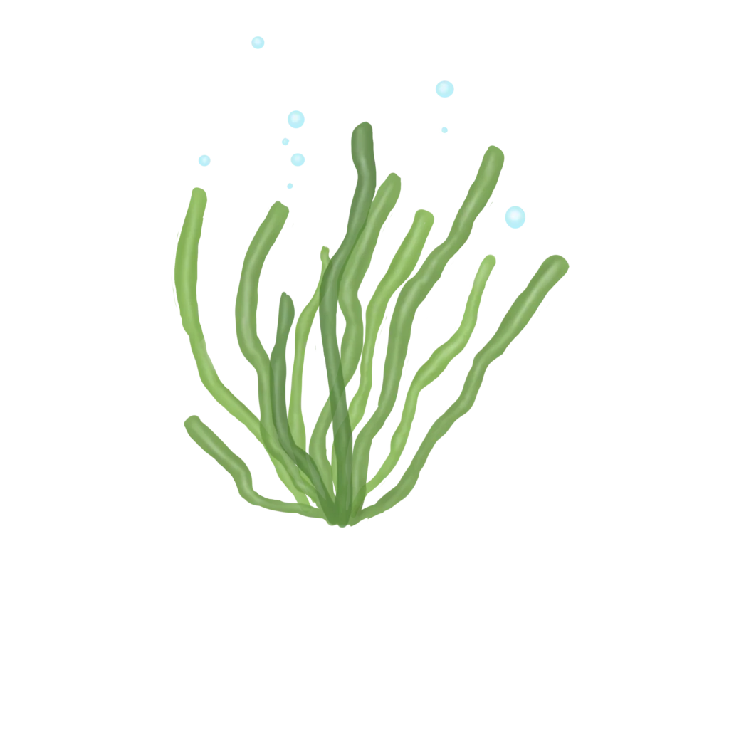 Colour illustration of a gutweed.