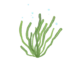 Colour illustration of a gutweed.
