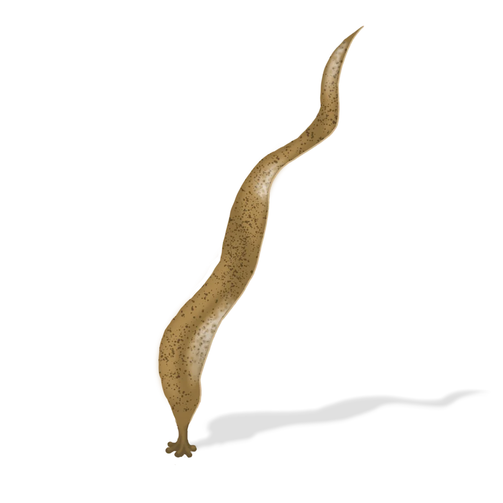 Colour illustration of a saccorhiza dermatodea.