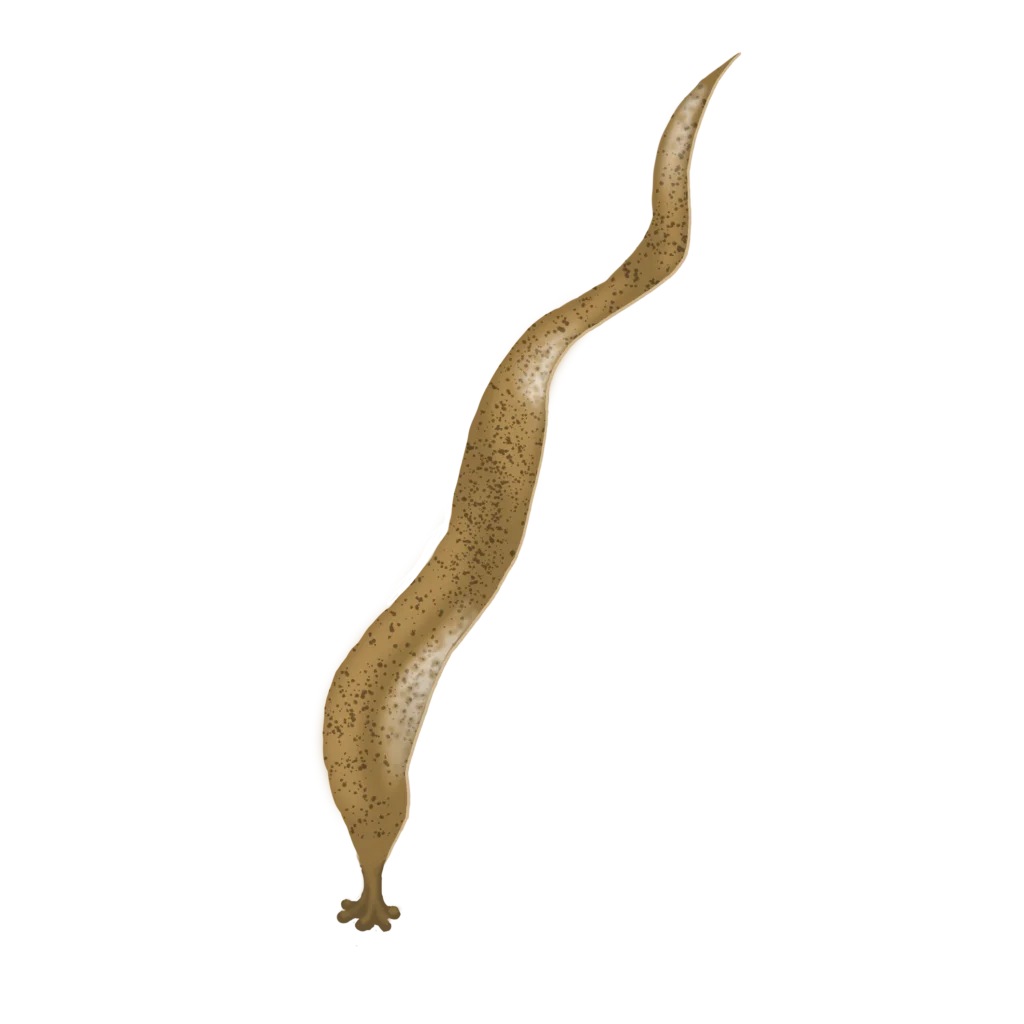 Colour illustration of a saccorhiza dermatodea.