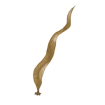 Colour illustration of a saccorhiza dermatodea.